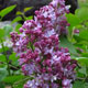 image de Syringa