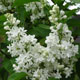 image de Syringa