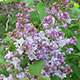 image de Syringa x hyacinthiflora