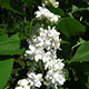 image de Syringa