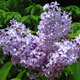 image de Syringa