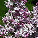 image de Syringa