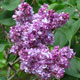 image de Syringa