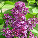 image de Syringa