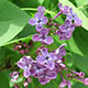 image de Syringa x hyacinthiflora