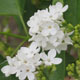 image de Syringa