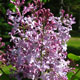 image de Syringa