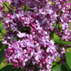 image de Syringa