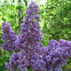 image de Syringa