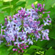 image de Syringa x hyacinthiflora