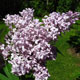 image de Syringa x hyacinthiflora