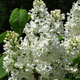 image de Syringa