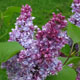 image de Syringa