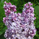 image de Syringa