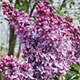 image de Syringa