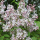 image de Syringa