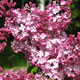 image de Syringa x hyacinthiflora