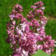 image de Syringa