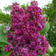 image de Syringa