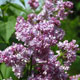 image de Syringa x hyacinthiflora