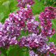 image de Syringa