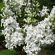 image de Syringa