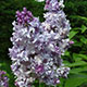 image de Syringa