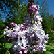 image de Syringa