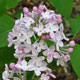 image de Syringa x hyacinthiflora