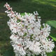 image de Syringa x prestoniae