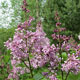 image de Syringa x prestoniae