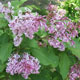 image de Syringa x prestoniae