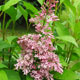 image de Syringa x prestoniae