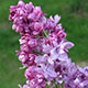 image de Syringa