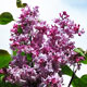 image de Syringa