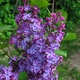 image de Syringa x hyacinthiflora