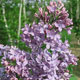 image de Syringa