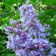 image de Syringa