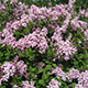 image de Syringa meyeri