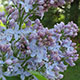 image de Syringa