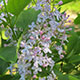 image de Syringa x hyacinthiflora