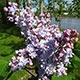 image de Syringa