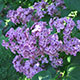 image de Syringa x hyacinthiflora