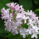 image de Syringa 