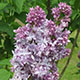 image de Syringa