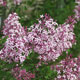 image de Syringa