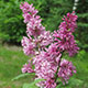 image de Syringa x josiflexa