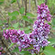 image de Syringa