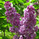 image de Syringa x hyacinthiflora