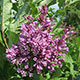 image de Syringa x josiflexa